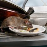 Rodent Control