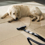 Pet Stains & Odor Treatment