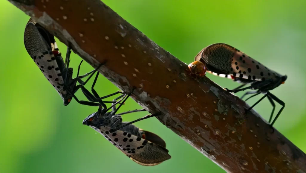 Pest Free