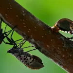 Pest Free