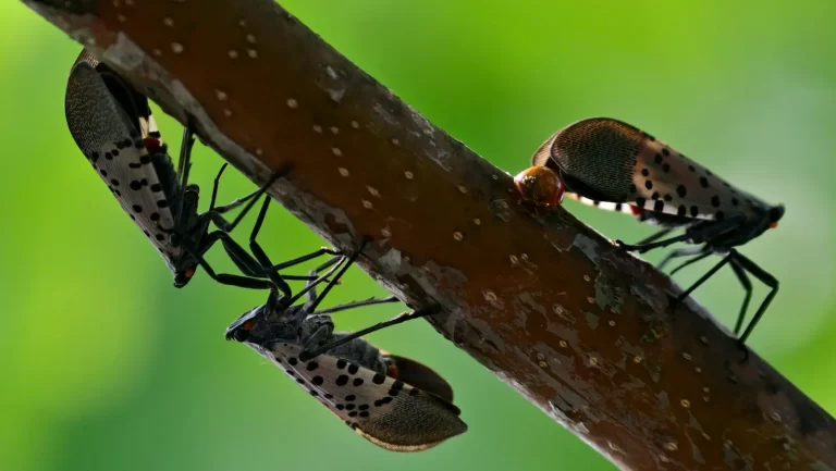 Pest Free
