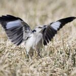 Bird With White Stripe On Wings And Tail