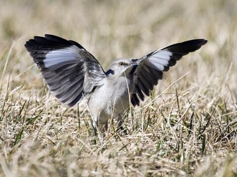 Bird With White Stripe On Wings And Tail