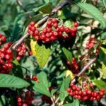 Plant With Red Berries And Green Leaves