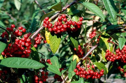 Plant With Red Berries And Green Leaves