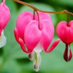 Flowers That Start With The Letter d