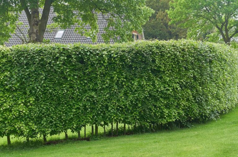 Plants For Privacy From Neighbors In Florida