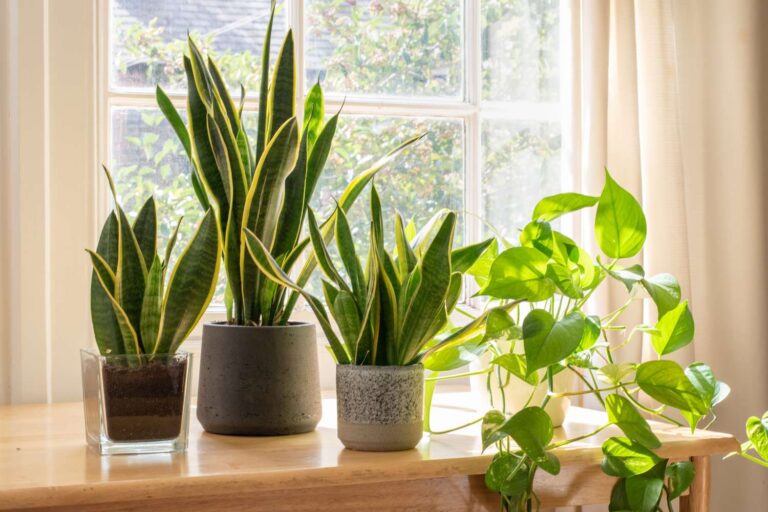 Snake Plant Varieties With Names And Pictures