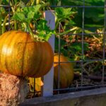 Can You Grow a Pumpkin In a Pot