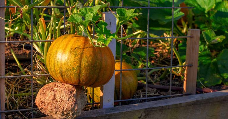 Can You Grow a Pumpkin In a Pot