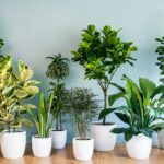 Plants That Give Off The Most Oxygen