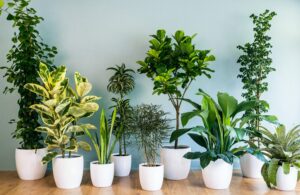 Plants That Give Off The Most Oxygen