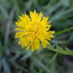 What Is The Yellow Flower Weed Called