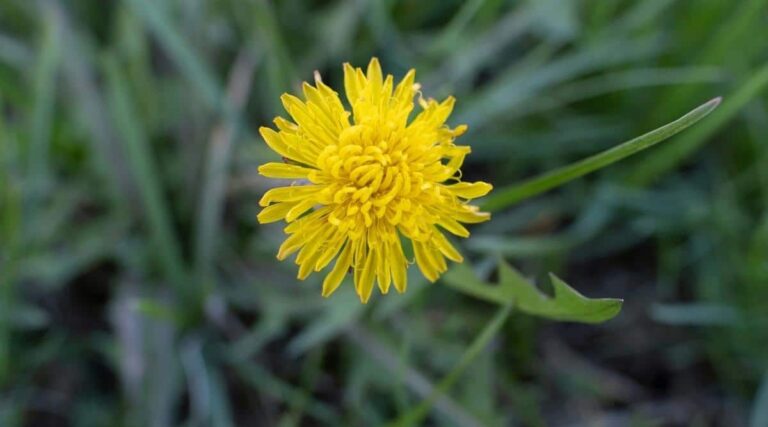 What Is The Yellow Flower Weed Called