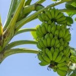 How Many Bananas Grow On a Tree