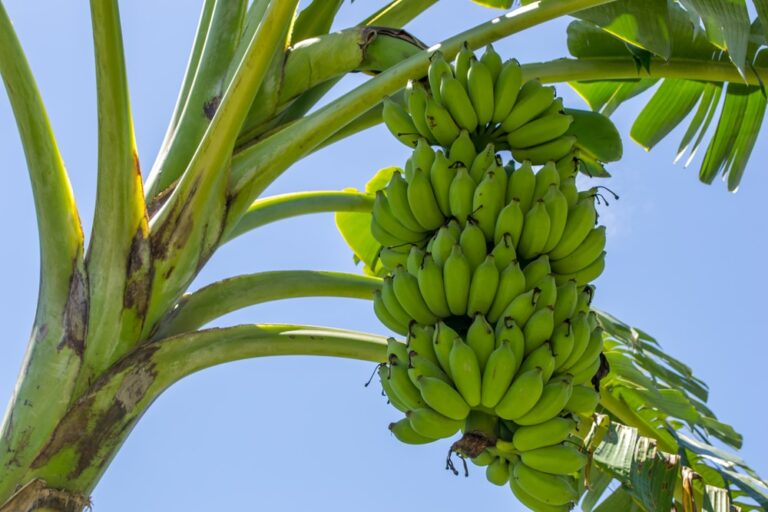 How Many Bananas Grow On a Tree