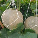 Can You Grow Cantaloupe On a Trellis