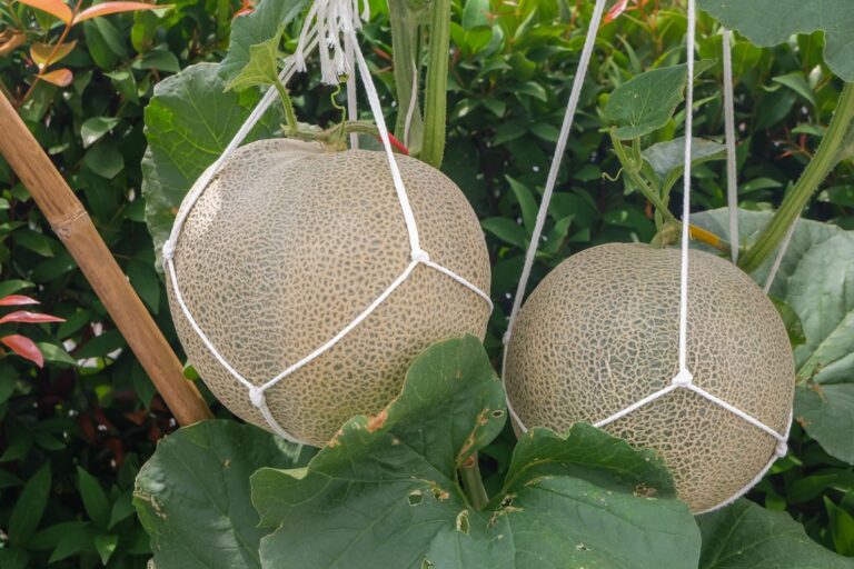 Can You Grow Cantaloupe On a Trellis