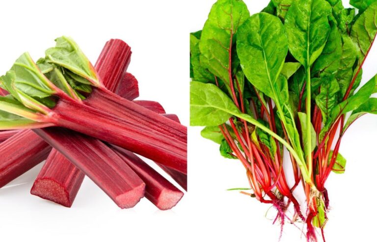 Is Rhubarb The Same As Swiss Chard