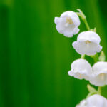 Little White Flowers That Look Like Bells