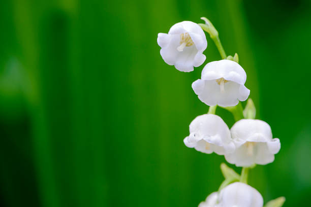 Little White Flowers That Look Like Bells