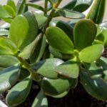 How To Save a Dying Jade Plant