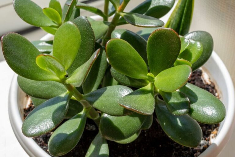 How To Save a Dying Jade Plant