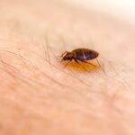 Can Bed Bugs Get In Your Private Parts