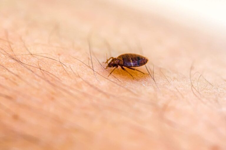 Can Bed Bugs Get In Your Private Parts