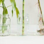 How To Grow Bamboo From Cuttings In Water