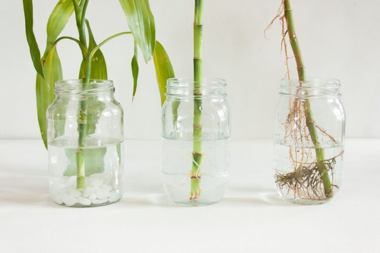 How To Grow Bamboo From Cuttings In Water